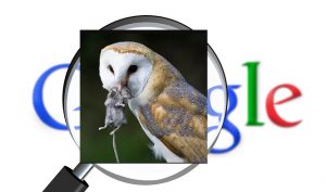 project-owl-contro-i-contenuti-spazzatura-nei-risultati-di-ricerca